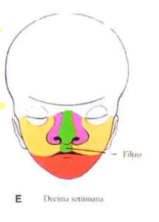 <p>Ha ruotato di 90 gradi e si trova sulla cavità nasale primitiva.</p><p>Cellule staminali neuroplastiche che colonizzano l’ectoderma di rivestimento del placode nasale ed evolve neuroni unipolari olfattivi che formano la mucosa olfattiva delle fosse nasali. (Il resto è mucosa nasale) </p><p></p>