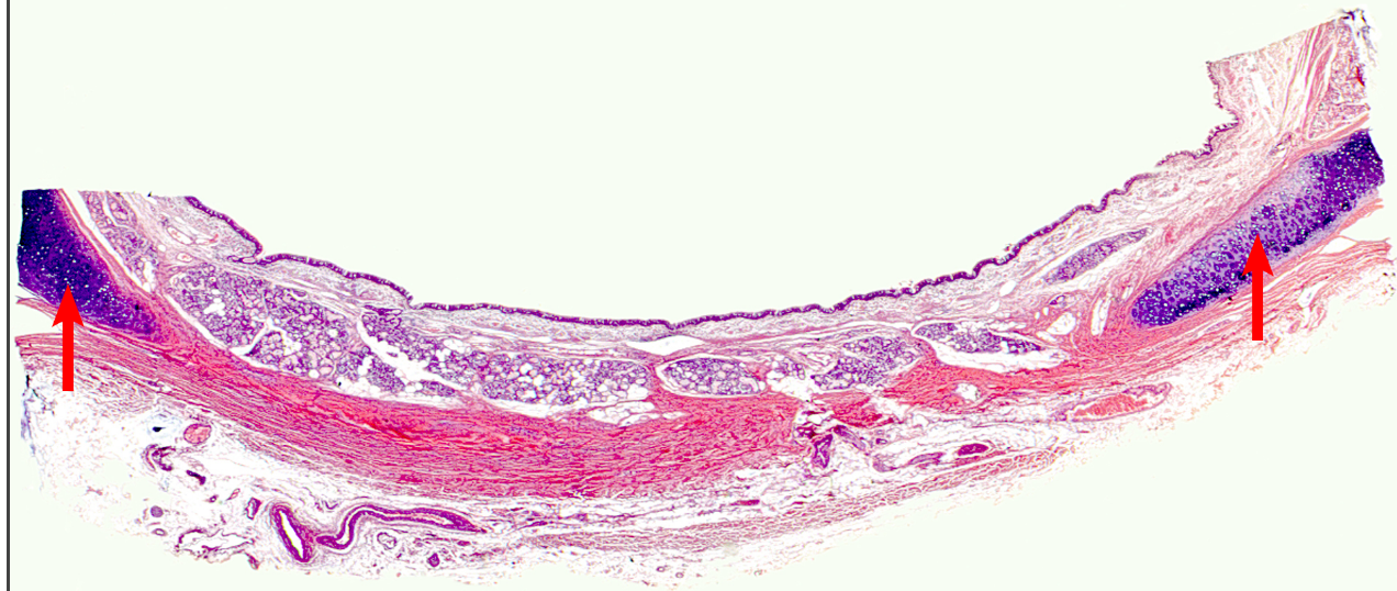 <p>histology</p>