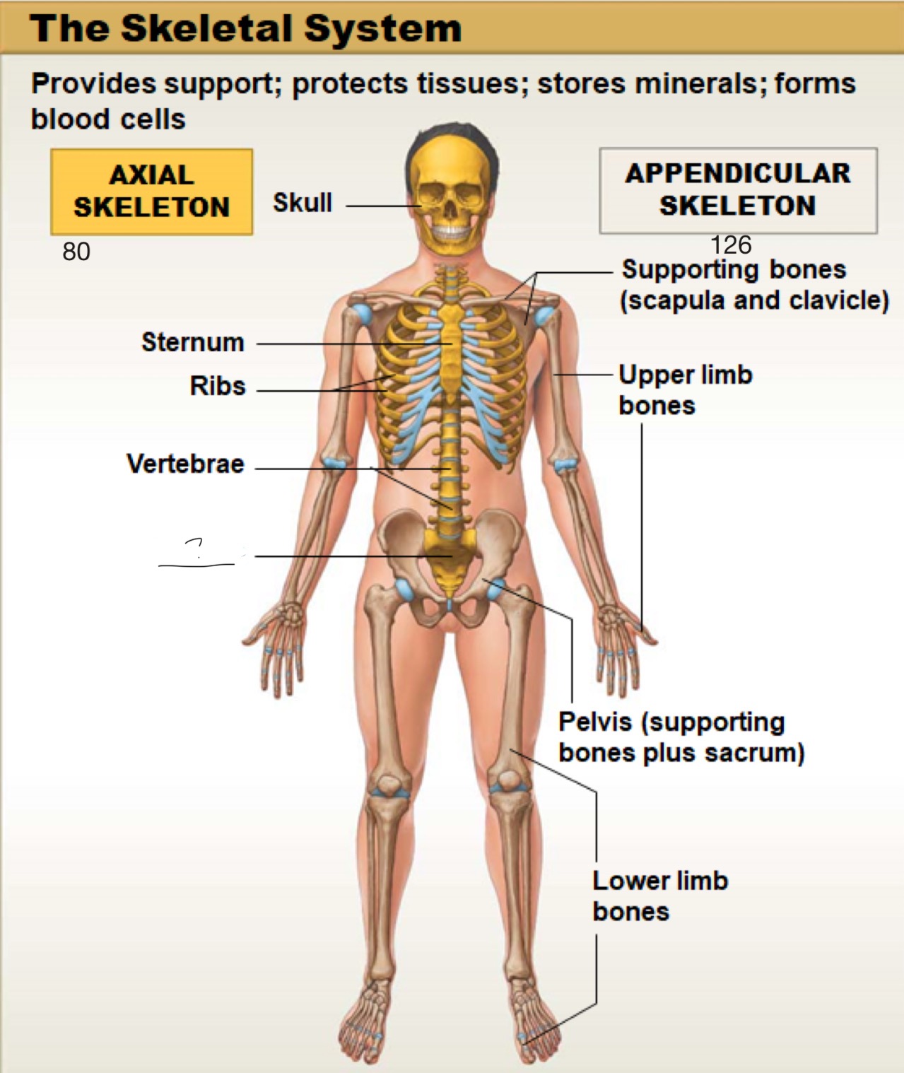 <p>axial skeleton</p>