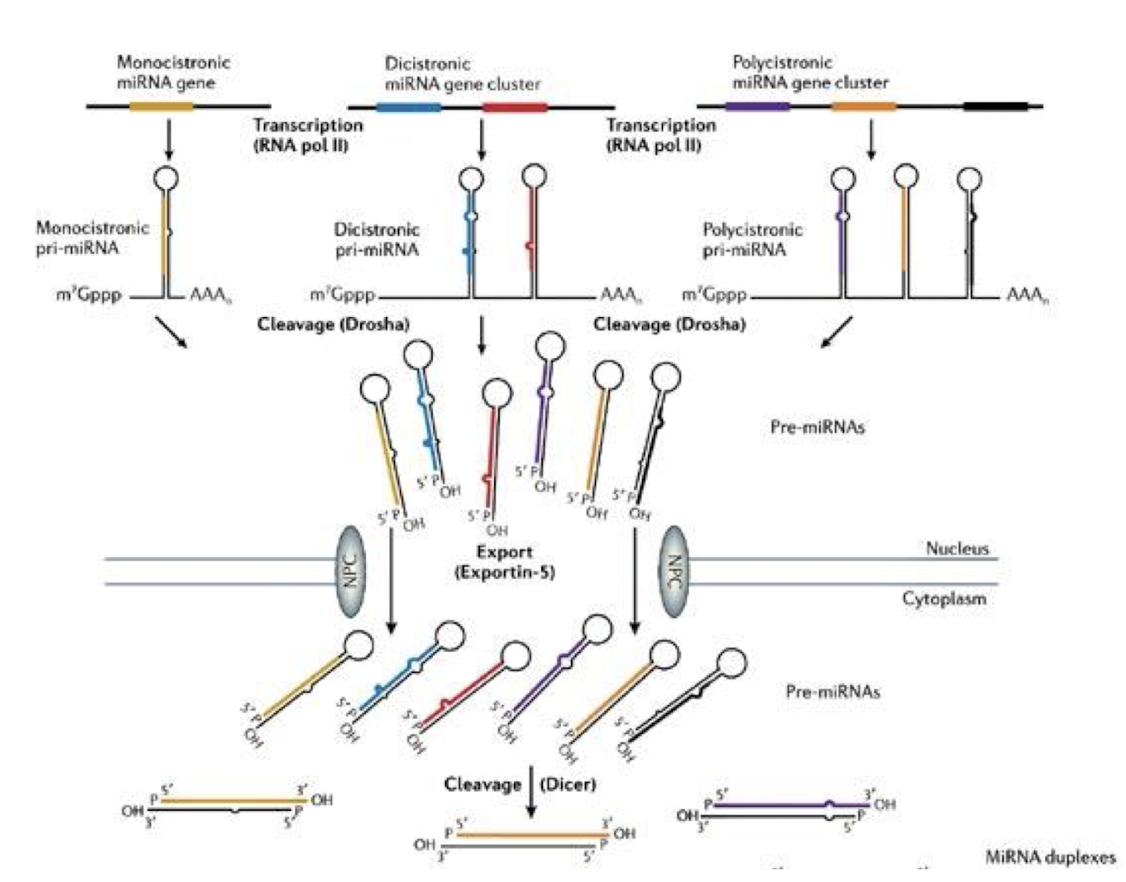 <p>In the nucleus, <strong>Drosha</strong><span style="color: green;"><strong><span> is an RNase III enzyme</span></strong></span> <strong>and its </strong><span style="color: green;"><strong><span>cofactor </span></strong></span><strong>DGCR8 “crop” the primary miRNA transcript</strong> (pri-miRNA) <strong>into a precursor miRNA </strong>(pre-miRNA) <strong>with a stem-loop structure.</strong></p><img src="https://knowt-user-attachments.s3.amazonaws.com/6121327a-f7d8-41c6-9640-b857e0b97828.png" data-width="75%" data-align="center"><p></p>