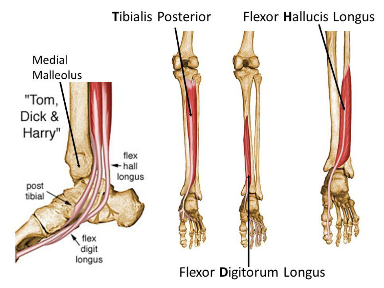 <ul><li><p>Flexes the foot at the ankle, along with the four smallest toes.</p></li><li><p>Flexes the big toe</p></li><li><p>Assists in dorsiflexing</p></li><li><p>Helps with inversion of the foot</p></li></ul><p></p>