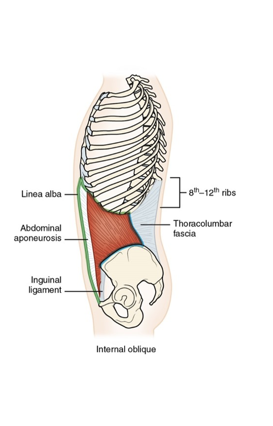 <p>Located beneath the external oblique, the internal oblique muscle functions in trunk rotation, lateral flexion, and also aids in compressing the abdomen. </p>