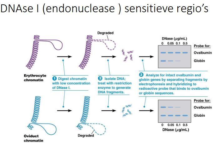 <p>Dit toont aan dat de condensatiegraad verschilt tussen verschillende celtypes</p><ul><li><p>voeg DNAse I toe aan chromatine van RBC en aan chromatine van eileider, dit knipt niet sequentie specifiek (kan enkel knippen in ‘lussen’, dus waar chromatine niet extreem is opgevouwen)</p></li><li><p>we zullen het DNA isoleren door een protease toe te voegen om de eiwitten te verwijderen en een restrictie enyzme om het DNA te knippen</p></li><li><p>we doen Southern Blot analyse</p></li><li><p>we voegen bij beiden een probe voor ovalbumine, en een probe voor globine toe</p></li><li><p>we zien dat bij RBC chromatine het singaal voor ovalbumine blijft, maar dat voor globine valt weg wanneer we DNAse I toevoegen, dit doordat RBC veel hemoglobine aanmaken en dit dus in een open structuur ligt </p></li><li><p>bij oviduct verdwijnt globuline niet, maar ovalbumine wel, hier is globuline dus zeer sterk opgevouwen, want het moet niet tot expressie komen</p></li></ul><p></p>