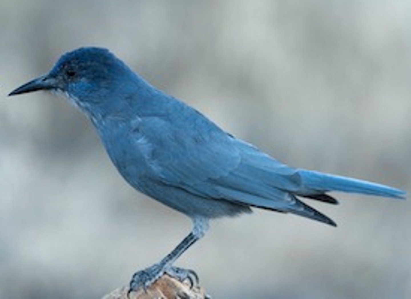 <p>Pinyon-juniper woodland&nbsp;</p>