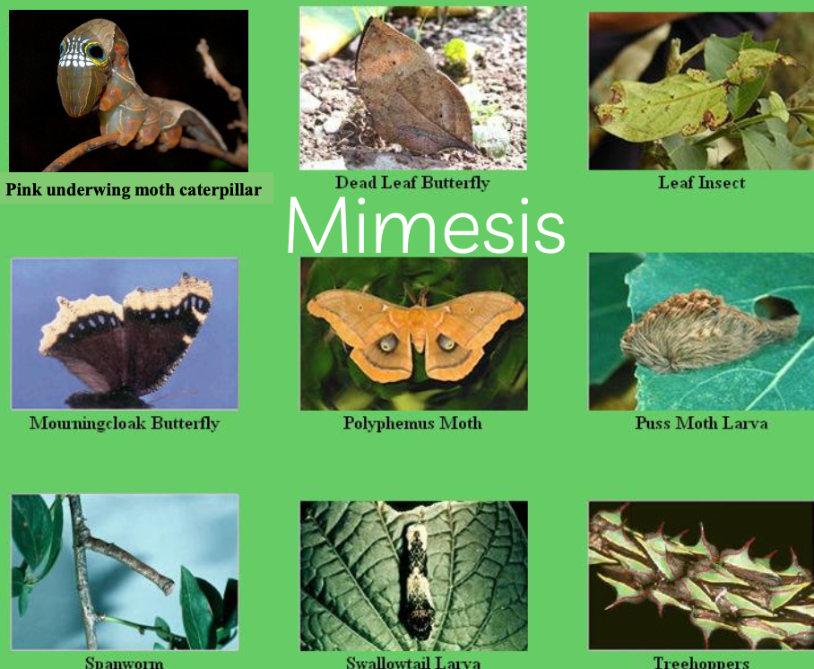 <p>mimesis is…</p>