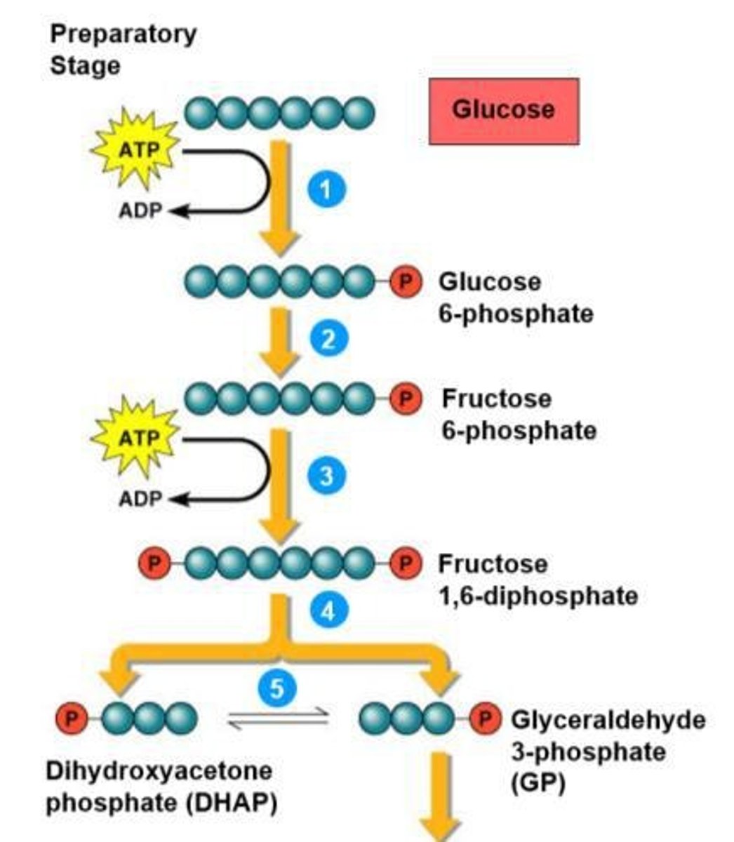<p>2 ATPs are used, and glucose is split to form 2 glucose-3-phosphate.</p>