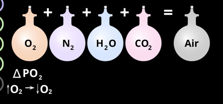 <p>Oxygen and CO2 partial pressure gradient</p>