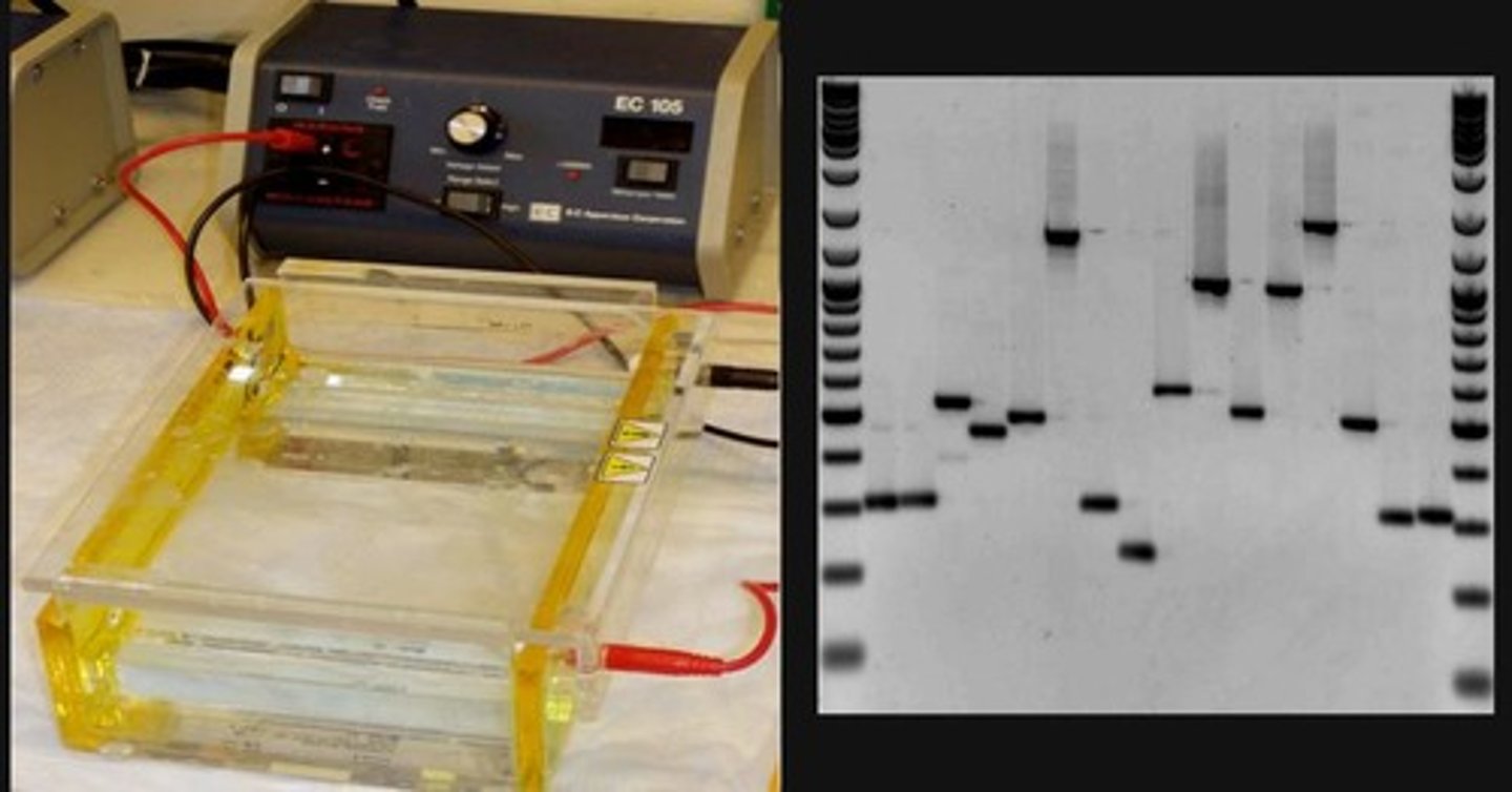 <p>Taq polymerase synthesizes a new complementary DNA strand at 72°C.</p>