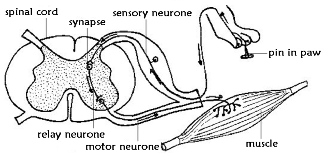 knowt flashcard image