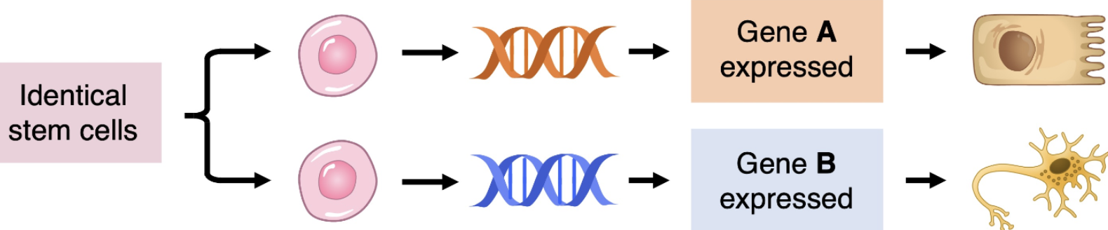 <p>Impact of gradients on gene expression within an early-stage embryo</p>
