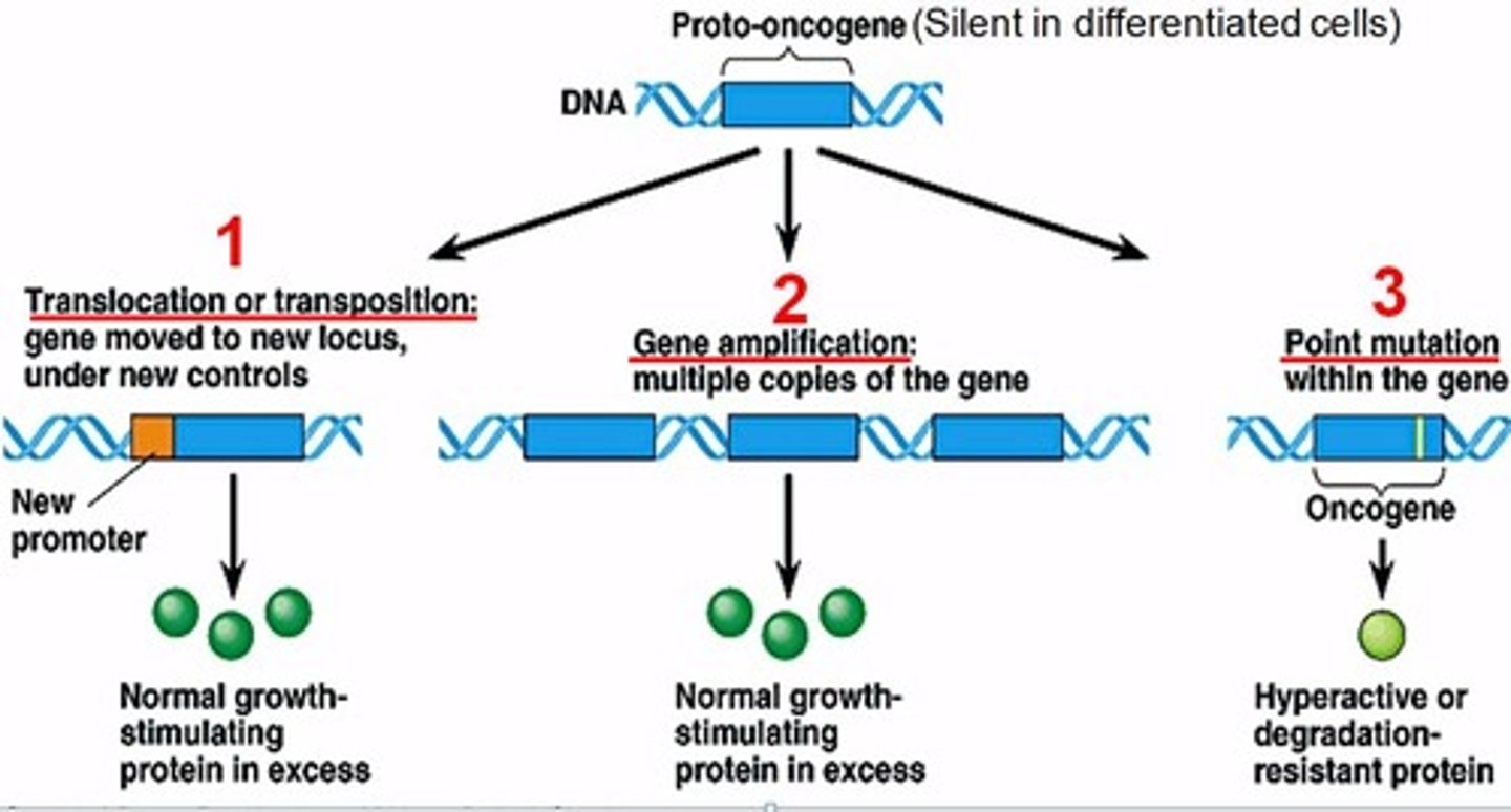 <p>1. point mutations (ras)</p><p>2. amplification (n-myc)</p><p>3. chromosomal translocation (c-myc in burkett lymphoma)</p>