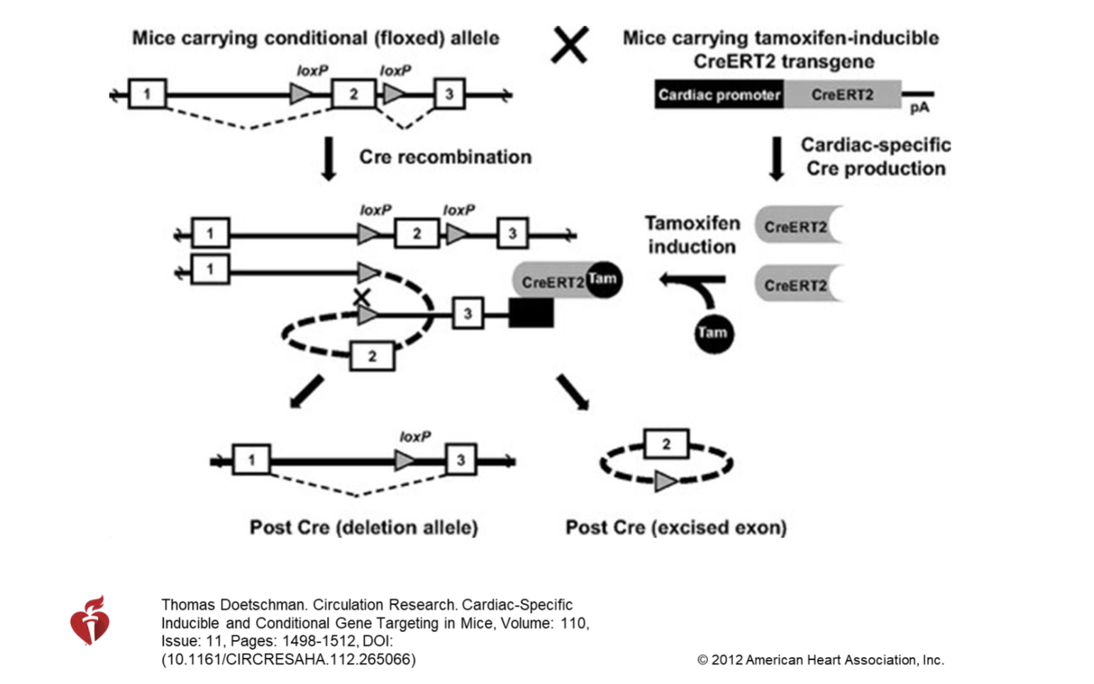 <p>Control Cre expression, common construction is the promoter is connected to construct estrogen receptor allows cells responding to tamoxifen and bind to ERT2 to stimulate Cre expression (can control Cre expression at different time points- can delete certain oncogenes at different age )</p>