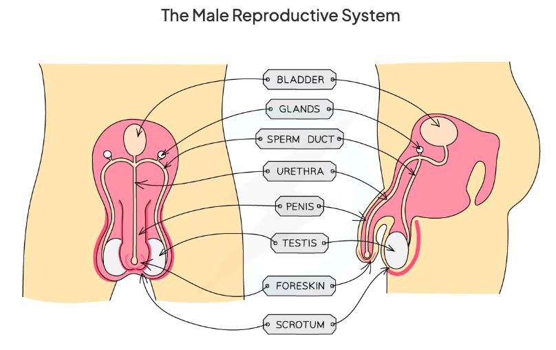 <p>Bladder, glands, sperm duct, Uretha, penis, testis, foreskin, scrotum.&nbsp;</p>