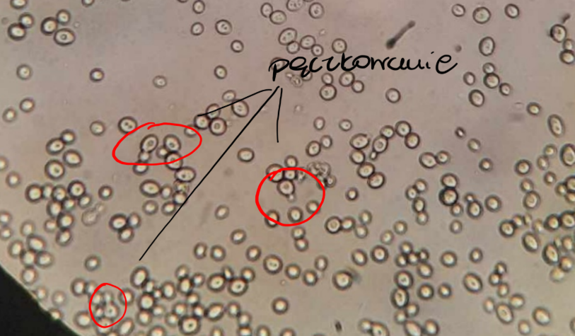 <p>Saccharomyces cerevisiae: saprotrof; pączkujące komórki</p><p>Gr.: ASCOMYCOTA – grzyby workowe</p><p>     Podgr.: SACCHAROMYCOTINA</p>