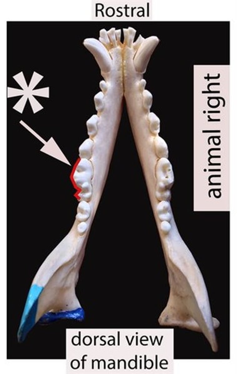 <p>Identify the tooth surface the red line being pointed to by an arrow represents. There are three terms used for this surface. Supply all three.</p>