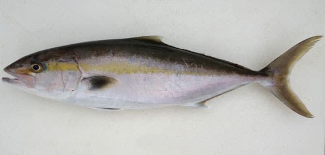 <p>Upper jaw reaches the end of the eye</p><p>body is elongated more torpedo shaped</p><p>Gray/black dorsal color with yellow band and pale below</p><p>Gray/black color caudal fin with pale margins</p>