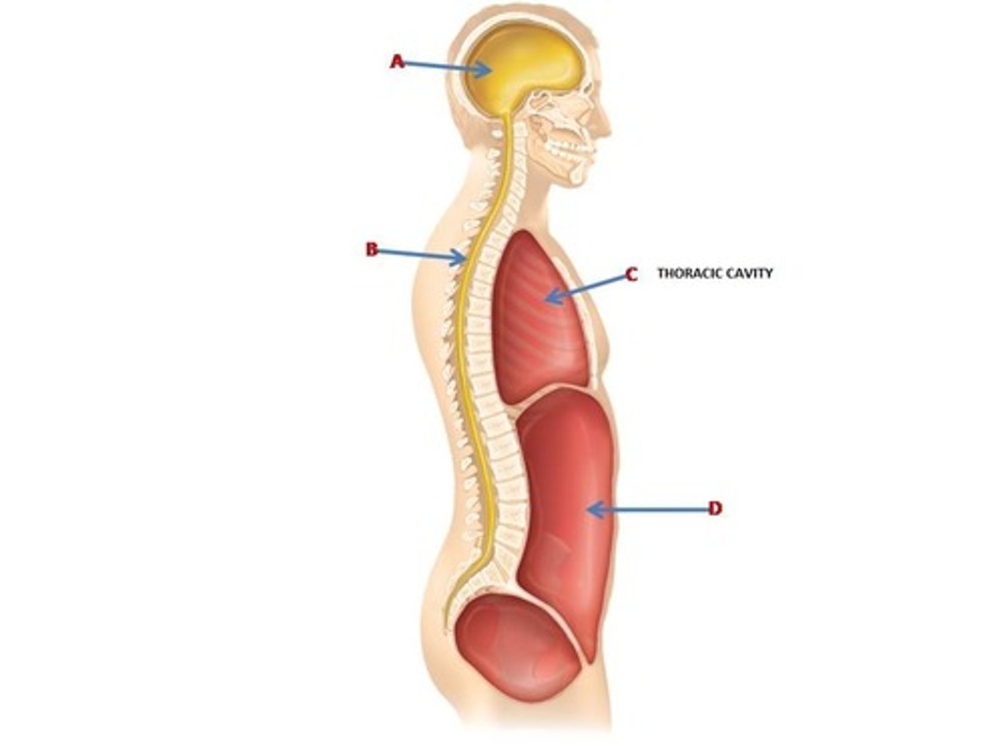 <p>Superior anterior cavity which contains the heart and lungs.</p>