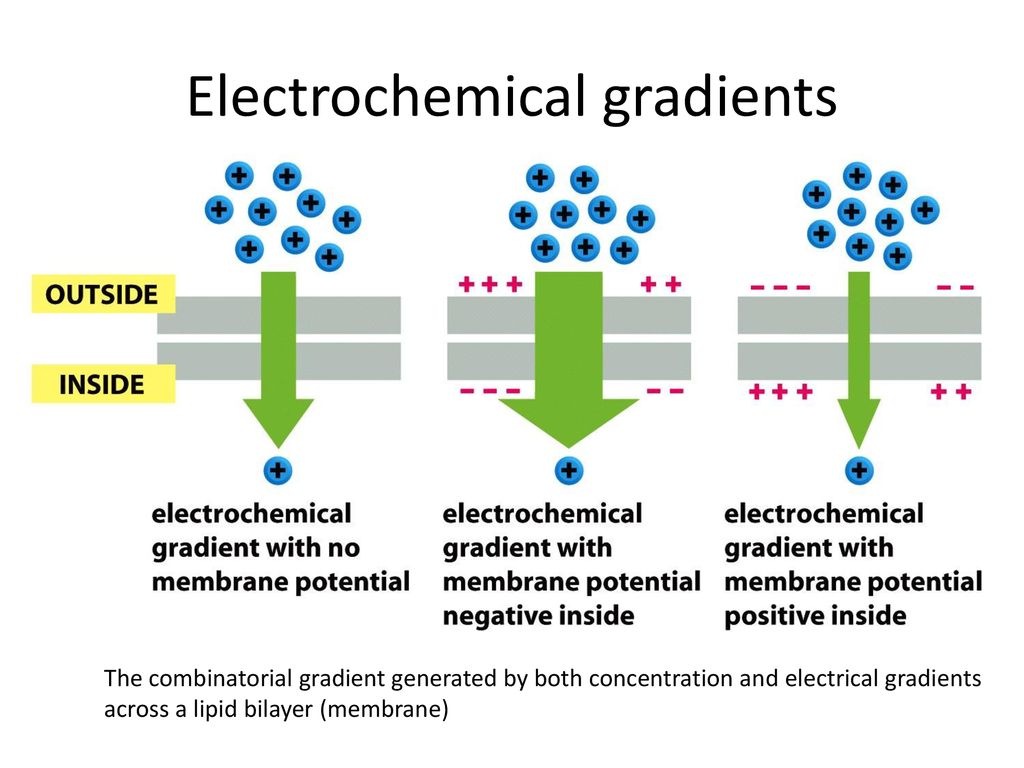 <ul><li><p><strong><span>&nbsp;the concentration gradient of the solute and a force from the memrabne potneital&nbsp;</span></strong></p><ul><li><p><strong><span>Voltage and concentration work in opposite directions: Membrane potential makes transport of solute harder</span></strong></p></li></ul></li></ul>