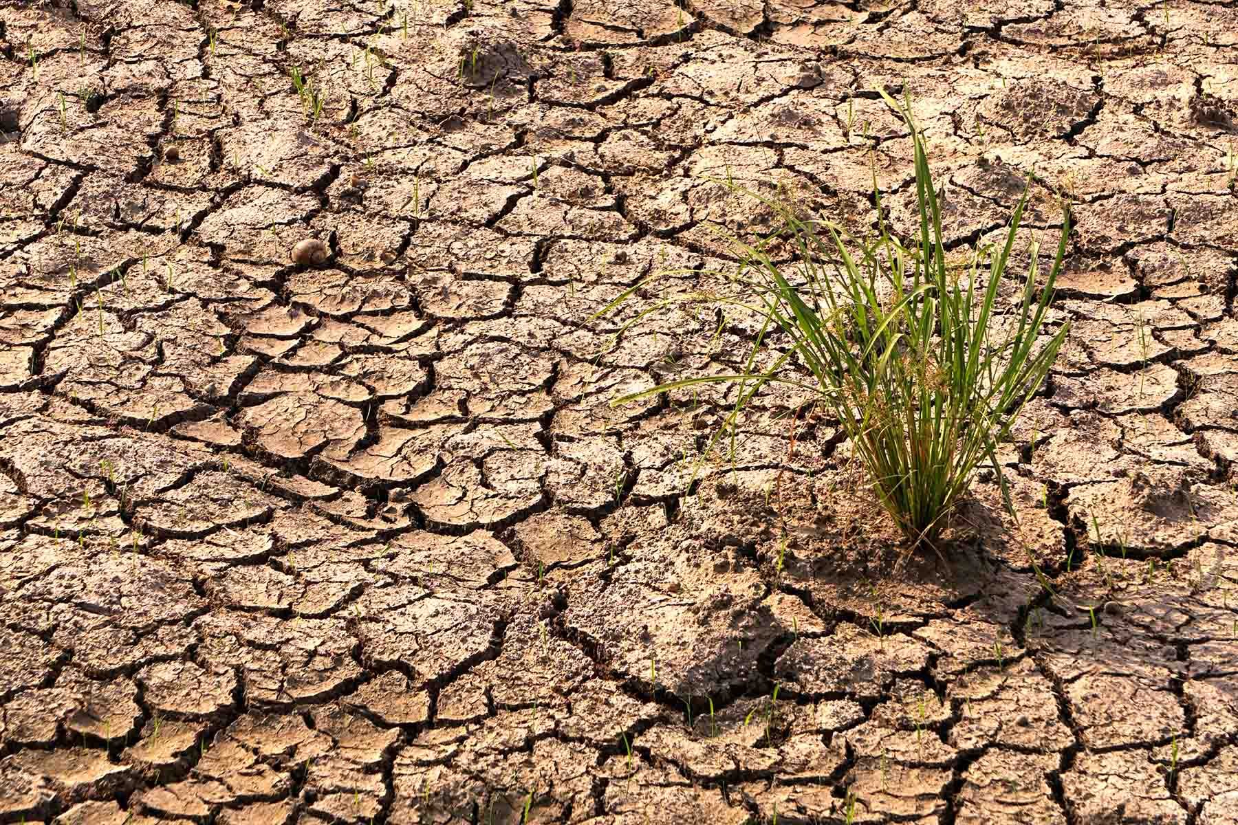 <p>La famine</p><p></p><p>Les famines sont très courantes maintenant. </p>