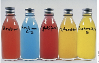 <p><strong>What do purple phototrophic bacteria use for anoxygenic photosynthesis?</strong></p>