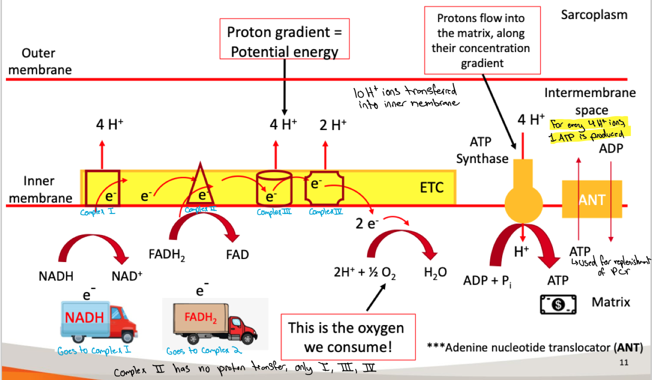 <p>Involves 4 protein complexes in the inner mitochondrial membrane:</p><ul><li><p>Dehydrogenase enzymes remove electrons from hydrogen</p><ul><li><p>Electrons are passed along cytochomes</p></li><li><p>pump hydrogens to the intermembrane space</p><ul><li><p>creates a proton gradient</p></li><li><p>protons pass through ATP synthase</p></li><li><p>for every 4H+ transferred through ATP synthase, 1 ADP + Pi produces 1 ATP</p></li><li><p>oxygen is the final electron acceptor</p><ul><li><p>reduced to water</p></li></ul></li></ul></li></ul></li></ul>