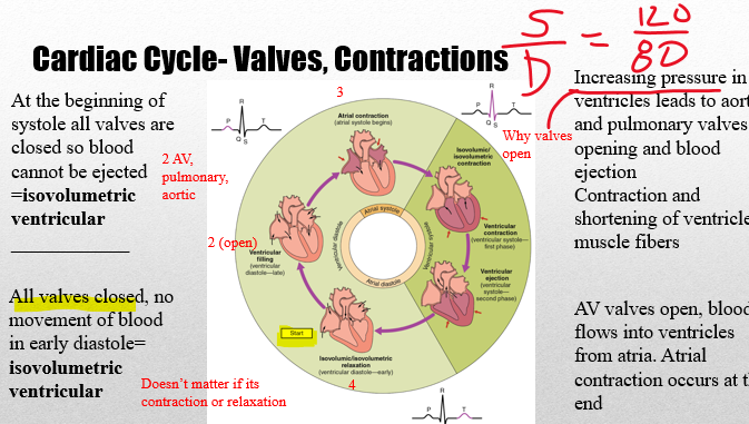 <p>cardiac</p>