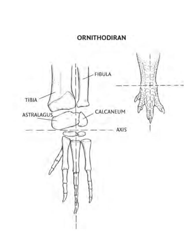 Ornithordiran ankle: