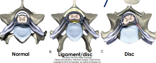 <p><span>Cervical Spondylomyelopathy (Wobbler Syndrome)</span></p>