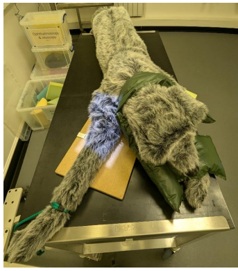 <ul><li><p>Sternal recumbency. </p></li><li><p>Leg of interest extended. </p></li><li><p>Olecranon aligned with humerus ensures no rotation of the joint, foam wedges placed under contralateral axilla can help with this. </p></li><li><p>Palpate medial and lateral epicondyles to help ensure they are parallel to plate. </p></li><li><p>Head and neck should be flexed away from the limb of interest, this can be achieved with sandbag over the neck or foam wedge next to the head</p></li></ul><p></p>