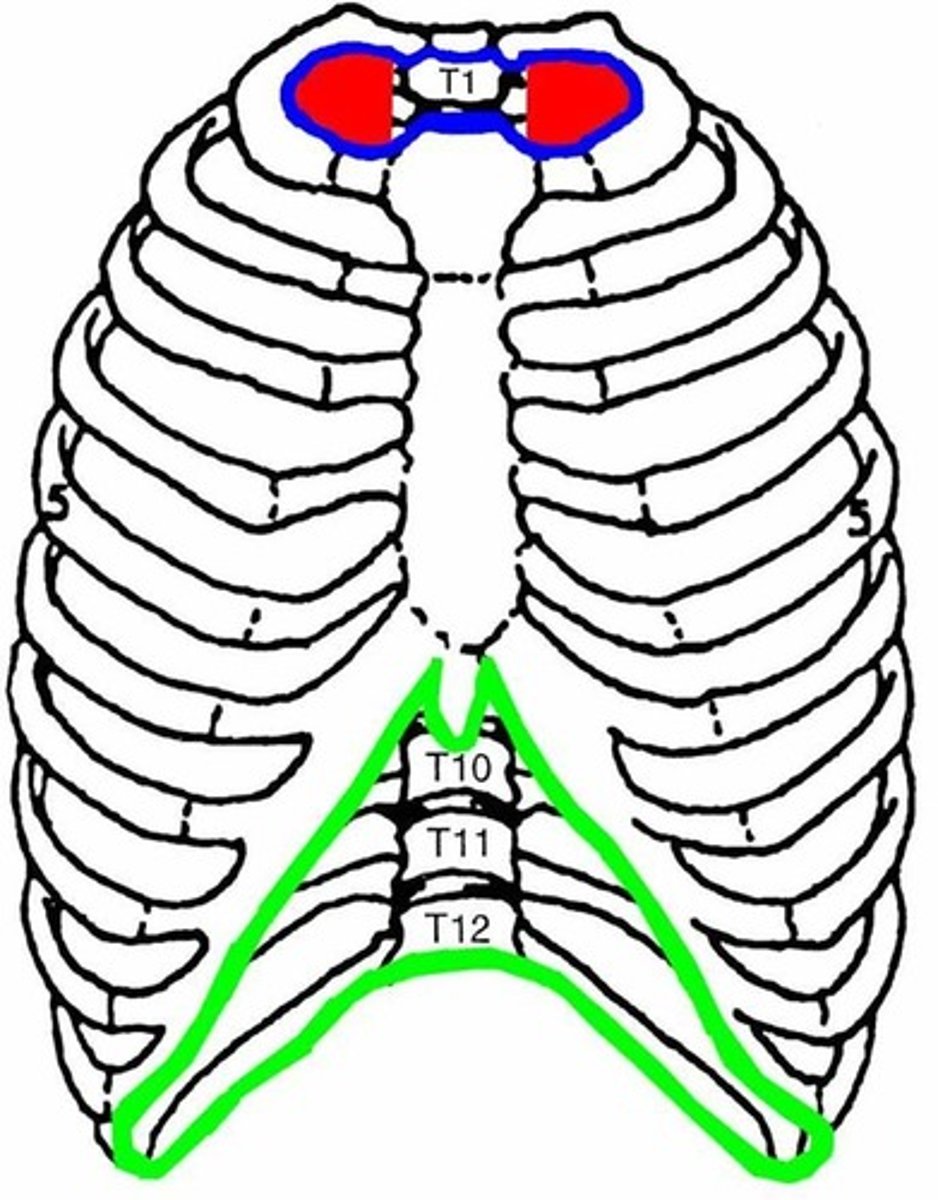 <p>plane created by diaphragm (enclosed inferiorly), xiphoid process, costal margin, edge of ribs and T12 (caudal border)</p>