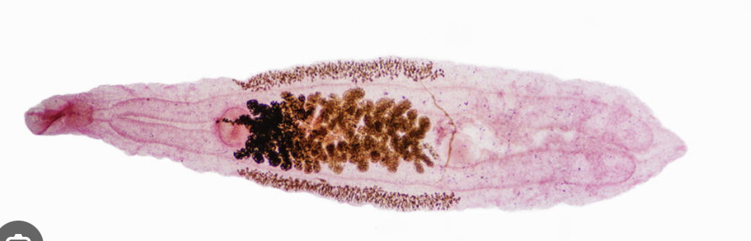 <ul><li><p>phylum platyhelminthes </p></li><li><p>parasitic </p></li><li><p>two suckers attach to host’s guts/lungs</p></li></ul><p></p>