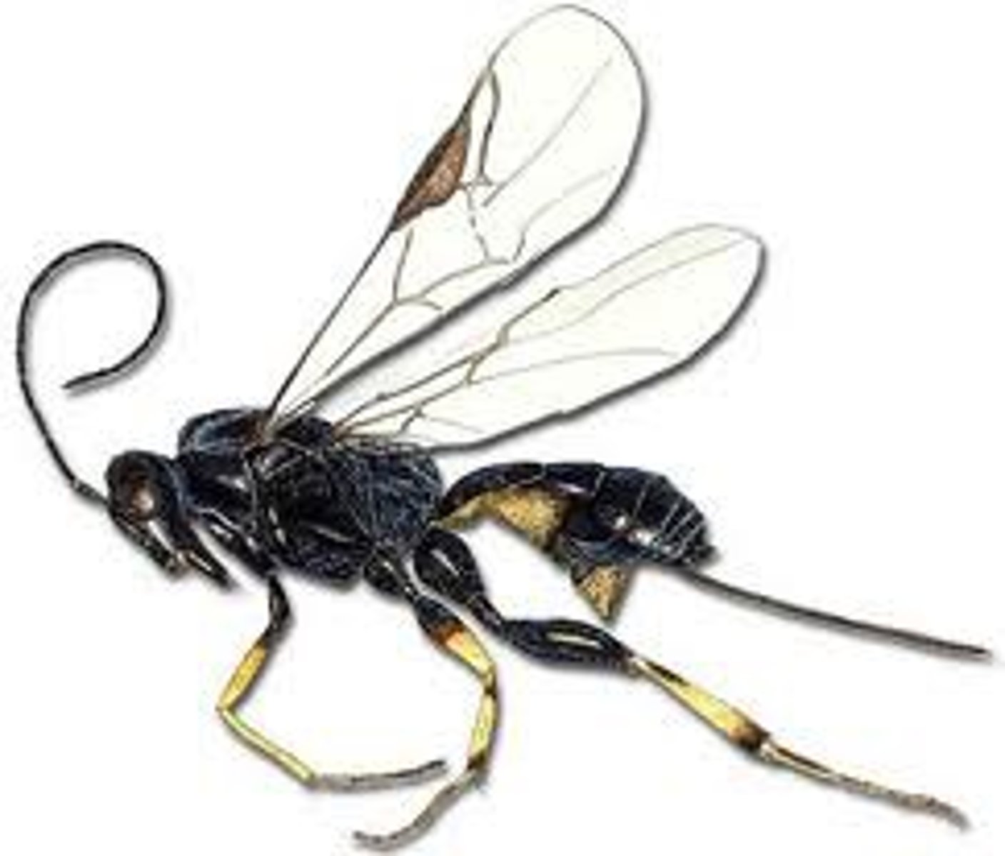 <p>Braconid wasps</p>
