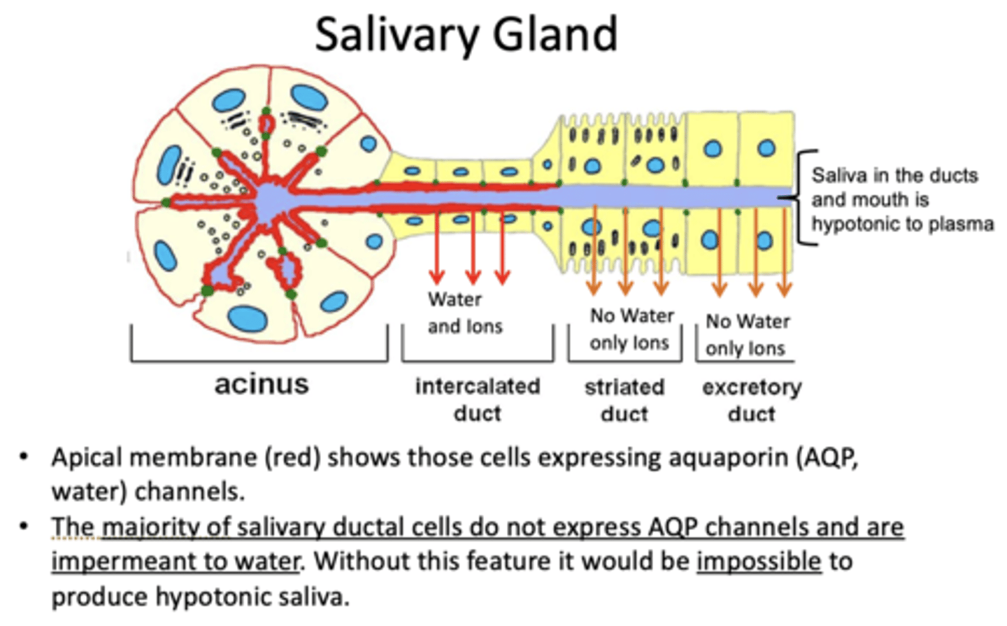 <p>aquaporin channels</p>