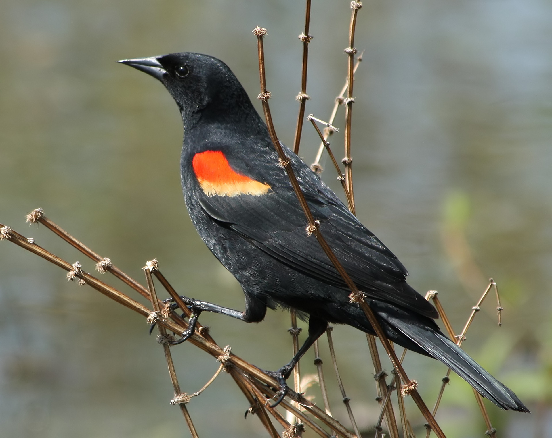 Passeriformes - Icteridae - Agelaius phoeniceus