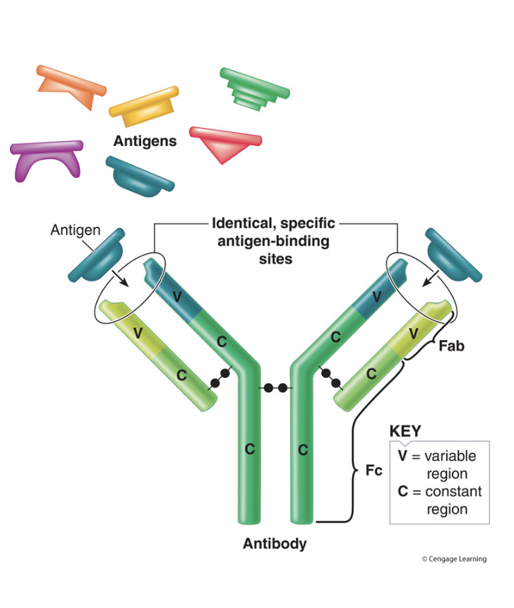 <ul><li><p>Each B cell makes only one unique antibody</p></li><li><p>Each antibody is highly specific for one particular antigen </p><ul><li><p>Usually part of a protein, but it can be anything</p></li></ul></li></ul><p></p>