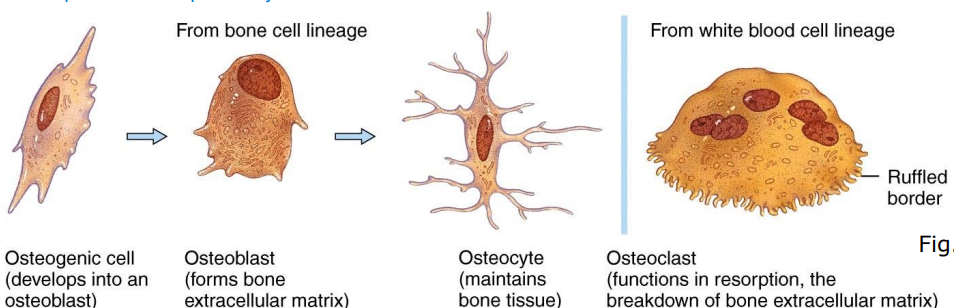 <p>Osteoblasts are <mark data-color="yellow" style="background-color: yellow; color: inherit">bone-building cells that secrete collagen fibers and initiate the calcification process</mark>. They eventually surround themselves with the matrix they produce and differentiate into osteocytes.</p>