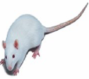<p>RATS (Rattus norvegicus)</p><p>Strain (SD)</p><p>Colour</p><p>Characteristics</p>