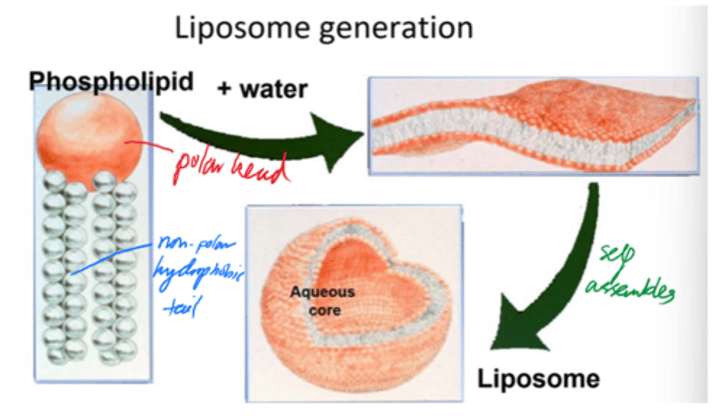 <p>Hydrophilic/hydrophobic interactions.</p>
