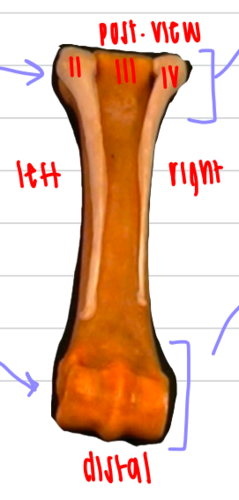 this is a _____(bone) of a ______(animal)?