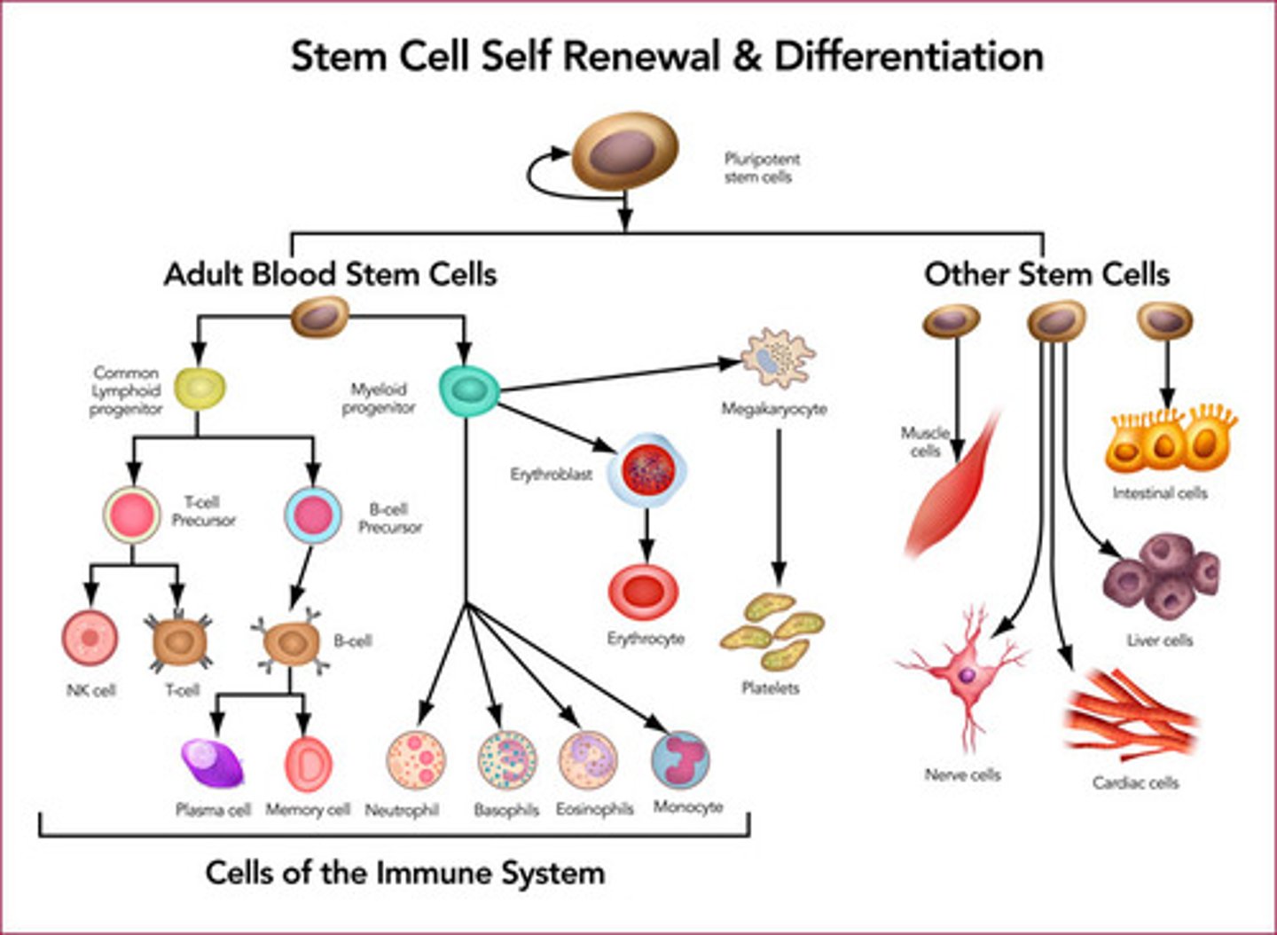 <p>(1) Epidermal Stem Cells divide into skin cells.</p><p>(2) Hematopoietic Stem Cells divide into various blood cells.</p><p>(3) Neural Stem Cells divide into various types of neurons.</p><p>(4) Mesenchymal Stem Cells divide into cells that make up bone, cartilage, adipose, and other connective tissues.</p>