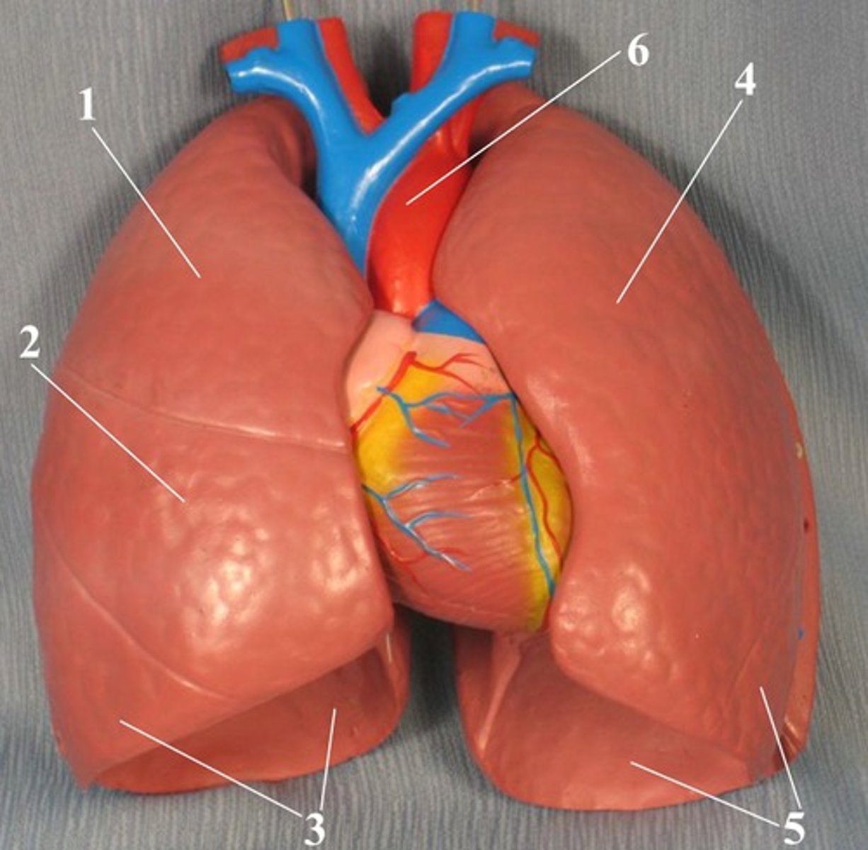 <p>It has 3 lobes: superior, middle, and inferior and it is the larger of the two lungs.</p>