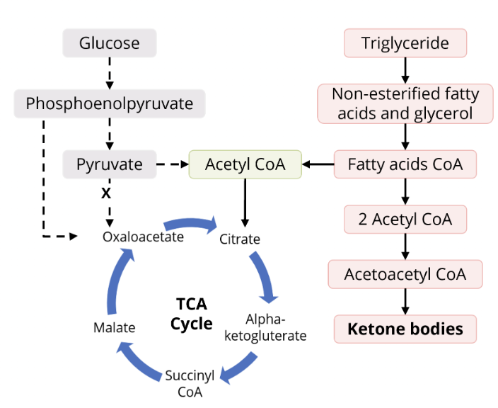 <ol><li><p>absolute insulin deficiency → glucose not properly released + metabolized thru TCA/Krebs/Citric Acid cycle → can’t gen E for body to use</p></li><li><p>triggers FFA gen from triglycerides in adipocytes → beta oxidize FA → form acetyl CoA → enter TCA → gen E w/out glucose</p></li><li><p>absolute insulin deficiency and fatty acid breakdown → so much acetyl CoA being prod + trying to enter TCA cycle → enzyme systems become overwhelmed → excess acetyl CoA converted to ketone bodies in liver</p></li></ol>