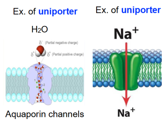 <p><strong>Channels</strong></p><ul><li><p class="">Protein channels used for <strong>passive transport</strong></p></li><li><p class="">Effective for <strong>small charged molecules</strong> like <strong>Na<sup>+</sup>, K<sup>+</sup>, Ca<sup>2+</sup>, Cl<sup>-</sup></strong></p></li><li><p class="">Ions move <strong>down concentration gradients</strong> → <strong>downhill flow</strong></p></li><li><p class="">Channels are <strong>selective</strong> → Allow only <strong>specific ions</strong> to pass through</p></li><li><p class="">Ion channels are made up of <strong>integral membrane proteins</strong></p></li><li><p class="">Usually composed of <strong>multiple subunits</strong> that line an <strong>aqueous pore</strong> for ion movement</p></li></ul><p></p>