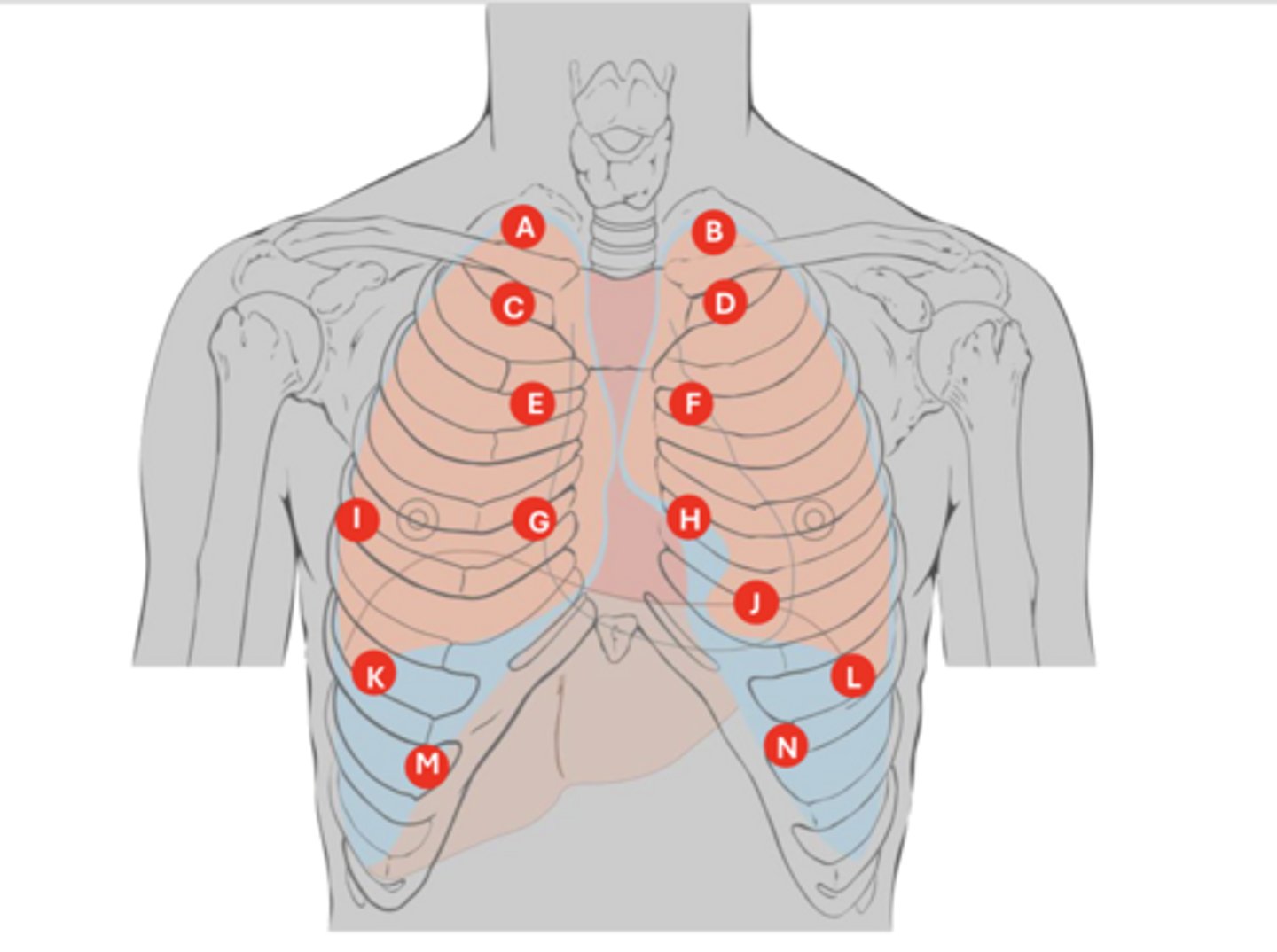 <p>what is letter C?</p>
