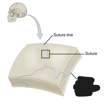 <p><span style="background-color: transparent;"><span>Points with fibrous connective tissue joining two bones that allow for very little movement.</span></span></p>