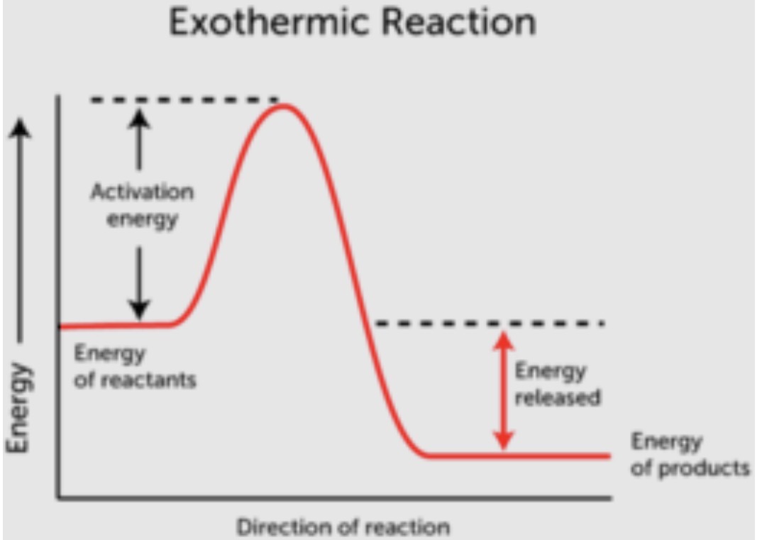 <p>Exothermic Reactions</p>