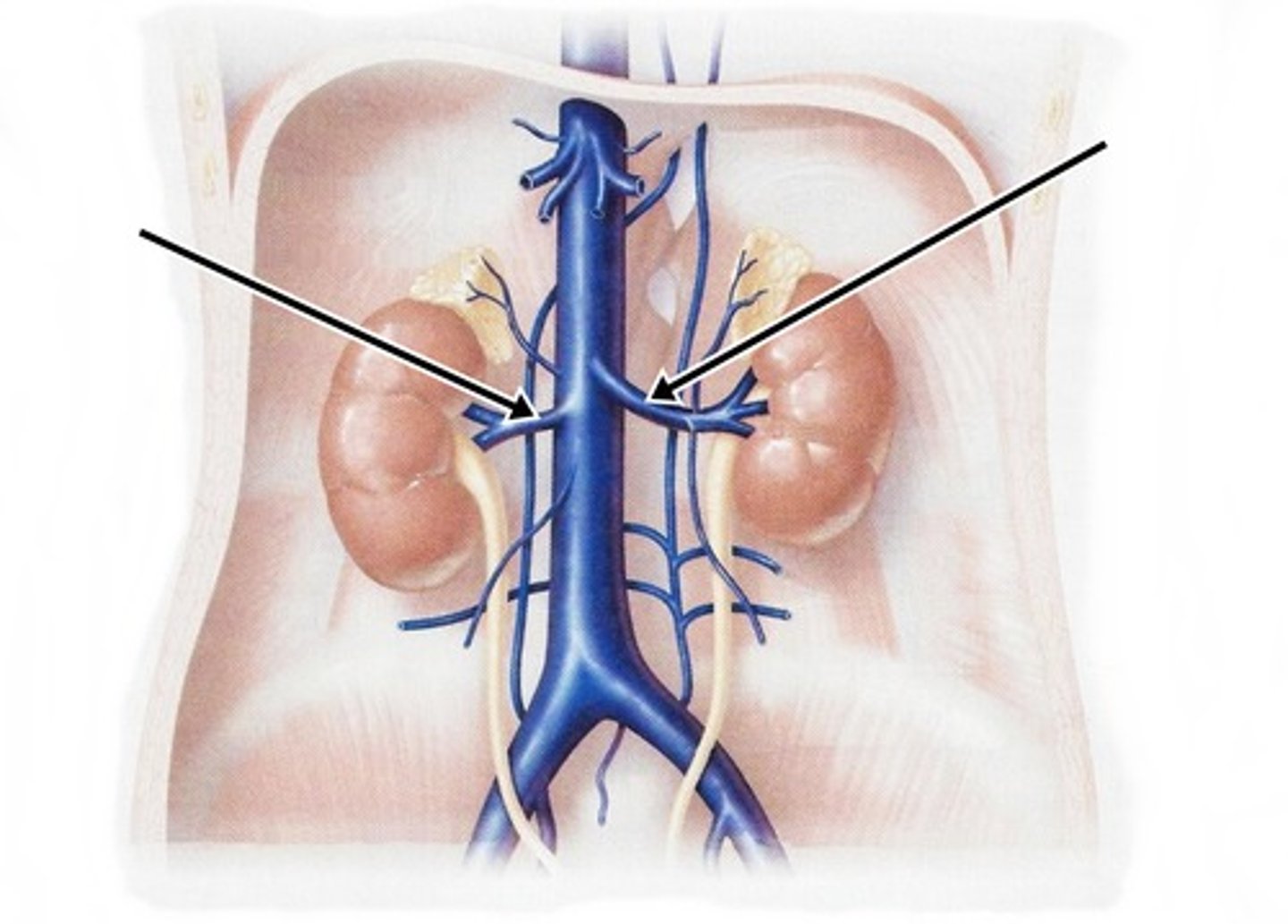 <p>- Carries blood away from the kidney</p>