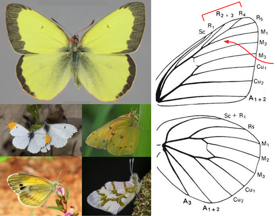 <ul><li><p>Front legs not or only slightly reduced</p></li><li><p><strong><em>FW with R 3- or 4-branched</em></strong></p></li><li><p><strong><em>M<sub>1</sub> of FW stalked</em></strong> with a branch of R near wing tip</p></li><li><p>HW with 2 anal veins and no tail</p></li><li><p>Size medium, usually plain white, yellow, or orange, sometimes marked with black</p></li><li><p><strong><em>Tarsal claws bifurcate</em></strong></p></li></ul><p></p>