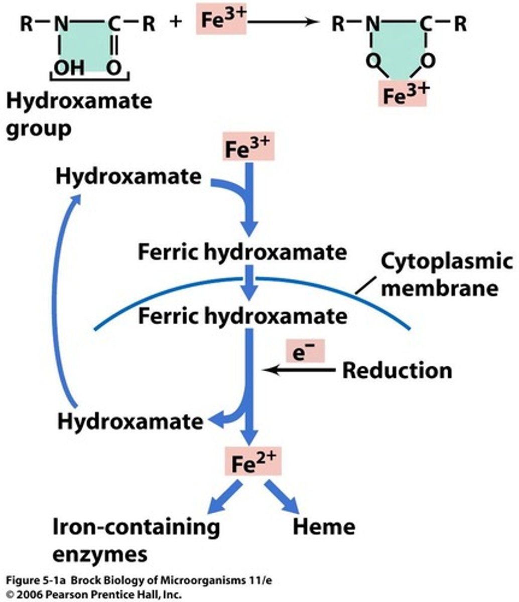 <p>A key component in cellular respiration, cytochromes, and iron-sulfur proteins involved in electron transport.</p>