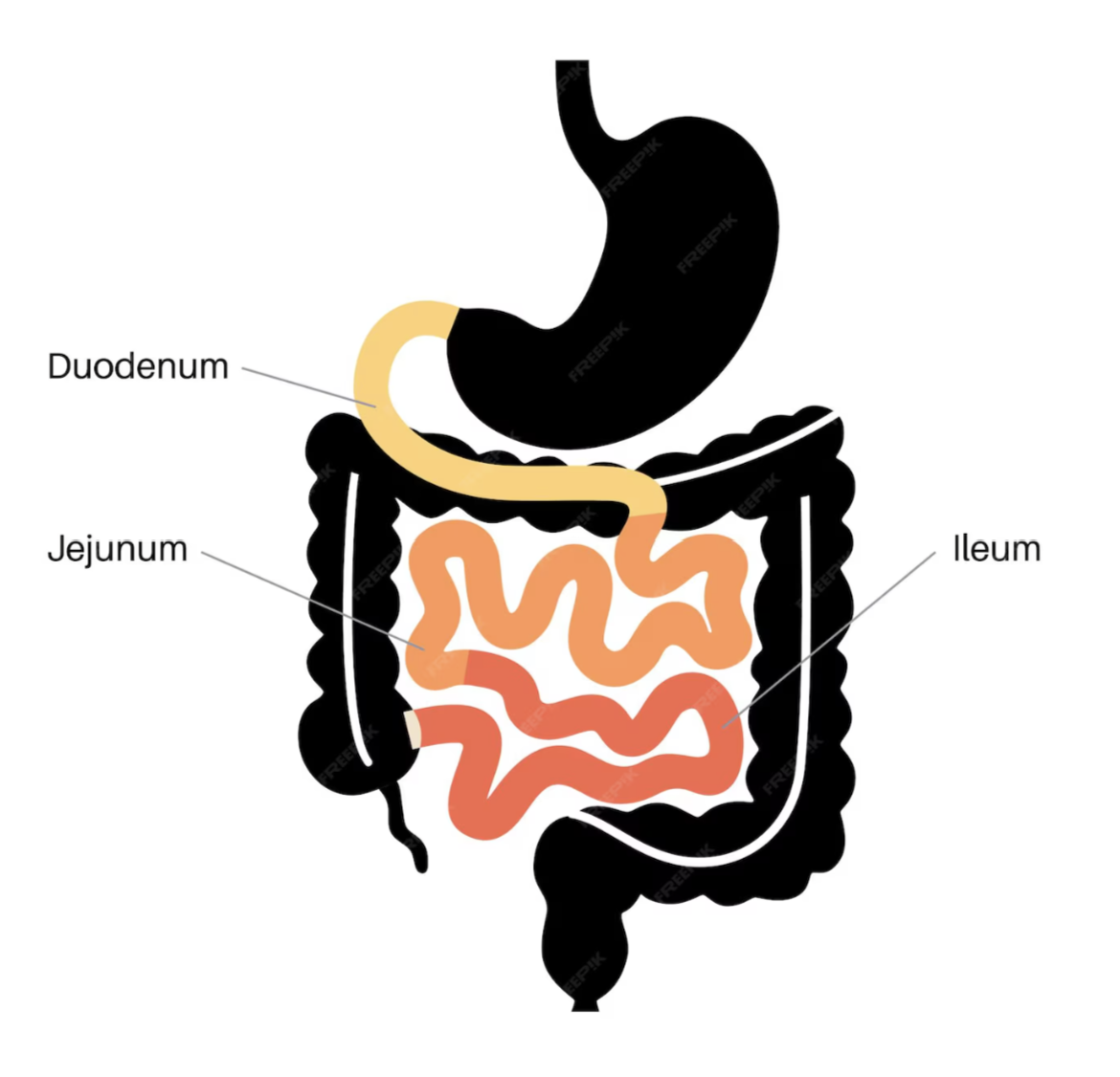 <p>Gastrointestinal Regulatory Peptides are like messenger chemicals (peptides) in your digestive system that help controls how it works.</p><p>Some Gastrointestinal Regulatory Peptides are:</p><ul><li><p>Cholecystokinin (CCK)</p></li><li><p>Gastrin</p></li><li><p>Secretin</p></li><li><p>Vasoactive intestinal polypeptide</p></li><li><p>Glucose-dependent insulinotropic peptide (gastric inhibitory polypeptide)</p></li></ul><p></p>